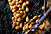 [very small image of sporangia]