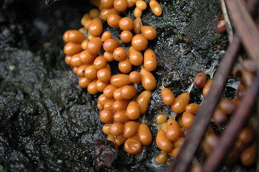 [orange sporangia, less viscid]