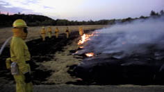 burned over field