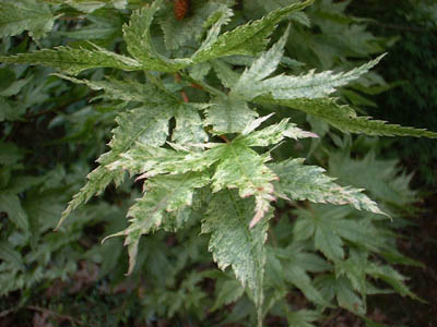 acer circinnatum