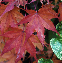 ap orido nishik fall color