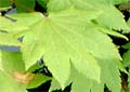 acer circinatum