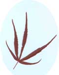 acer palmatum atrolineare