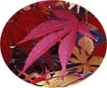 acer palmatum atropurpureum