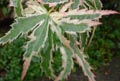 acer palmatum butterfly