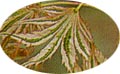 acer palmatum higasayama