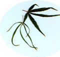 acer palmatum koto no ito