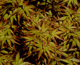 acer palmatum murasaki kiyohime