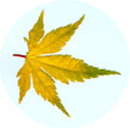 acpaod-leaf
