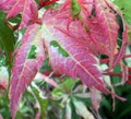 acer palmatum orido nishiki