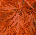 acer palmatum orangeola