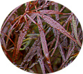 acer palmatum red pygmy