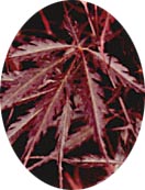 acer palmatum tamukeyama