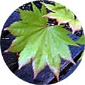 acer shirasawanum aureum