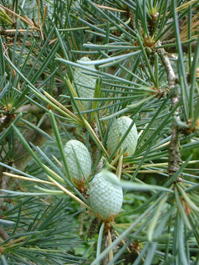 Cedrus deodara Aurea Golden Deodar