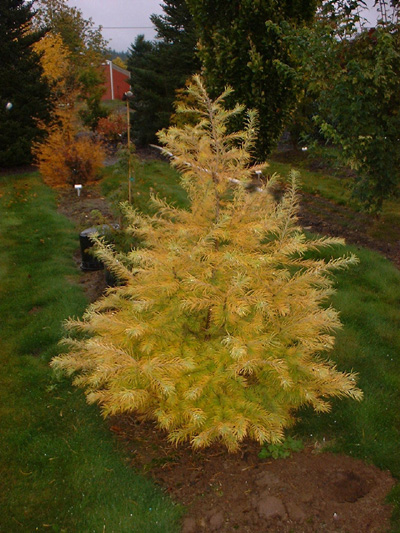 Pseudolarix amabalis Golden larch