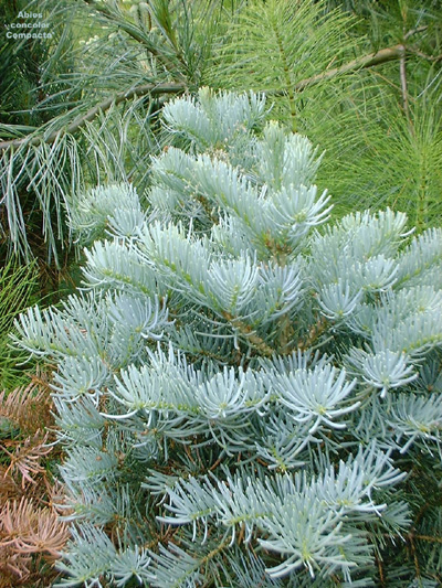 Abies concolor 'Compacta'