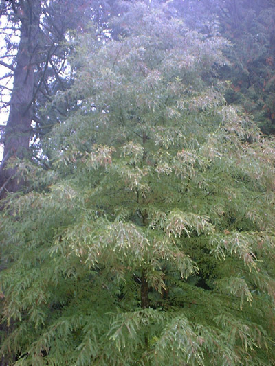 Bald Cypress Taxodium Disectum