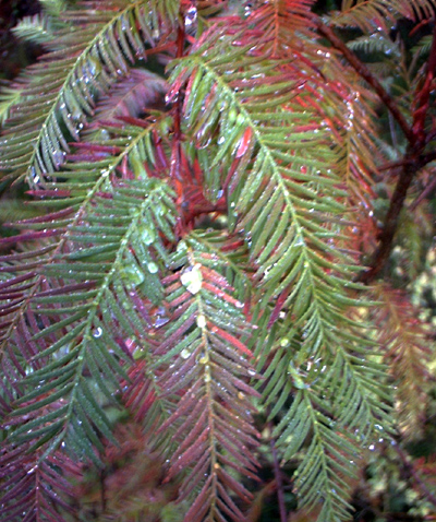 Bald Cypress Taxodium Disectum