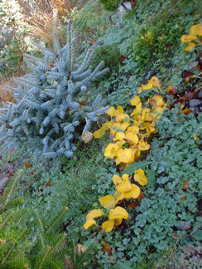 Salix Yezo Alpina Arctic Willow