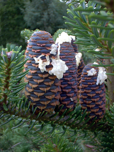 Abies koreana