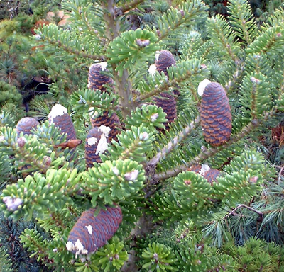 Abies koreana cones