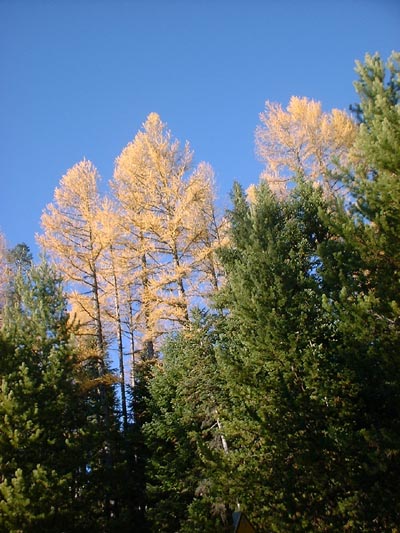 'Western Larch'