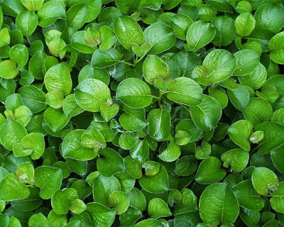 Salix Yezo Alpina Arctic Willow