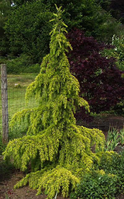 Cedrus deodara Aurea Golden Deodar width=