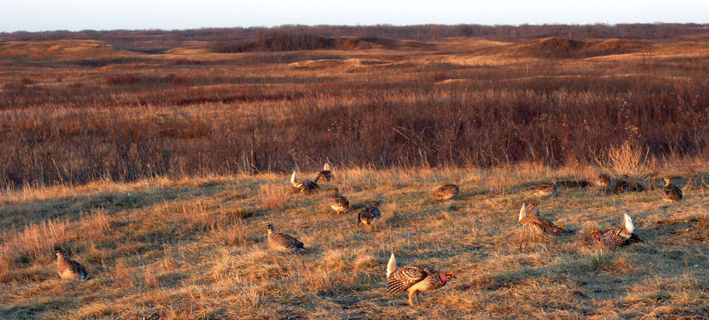 Wainright Sharp-tailed Grouse lek