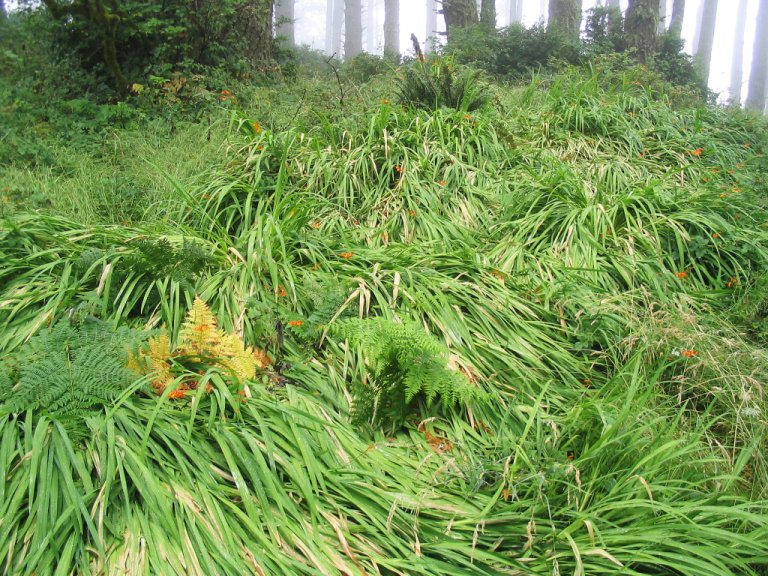 Cascading mats of Montbretia