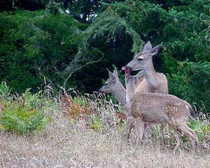 Mom and Fawns