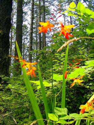 Montbretia