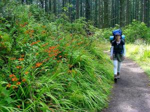 Vipassana by the Montbretia