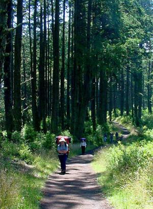 Hikers Out Of The Trees