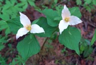 Trilliums along Goodman Creek