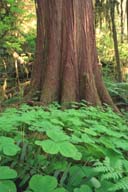 [Oxalis Under Red Cedar]