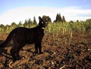 Cat in the corn