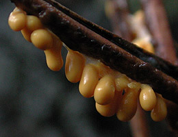 [round, viscid, yellow sporangia hanging from pine needle]