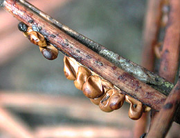 [collapsed, dry, brown sporangia hanging from pine needle]