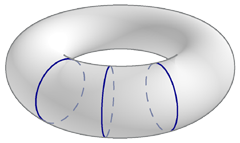 [torus with meridians highlighted]